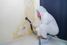 Why You Should Choose Our Mold Remediation Services in Riddle, OR